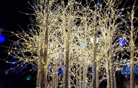 Winter Lights: חגיגת אוכל אורות וטבע בגן הבוטני בירושלים