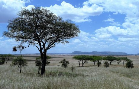 טיול לטנזניה – אל תוך הפרא הלא נודע