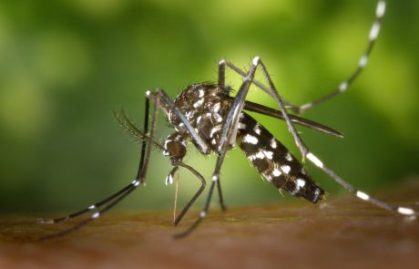 איך בוחרים קוטל נגד יתושים? המדריך השלם
