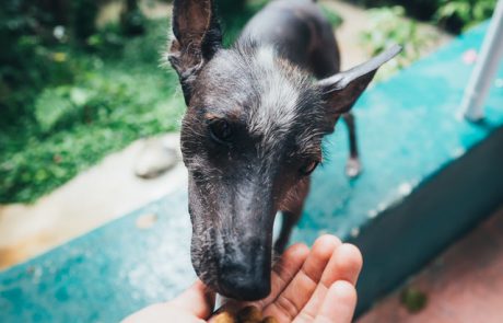 אוכל לכלבים – תעודת הביטוח שלכם לחיים טובים וארוכים